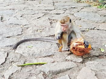 Monkey eating coconut 