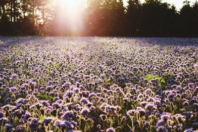 Scenic view of purple flowering plants on field