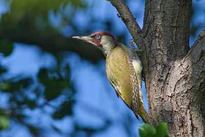 Close-up of bird perching on tree