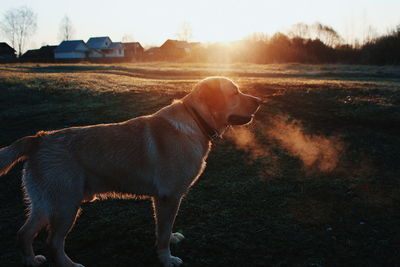 Labrador retriever on field