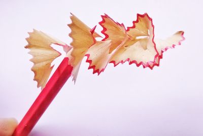 Close-up of plant against white background