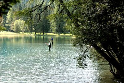 Reflection of trees in water