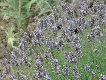 Close-up of purple lavender flowers