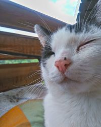 Close-up of cat at home