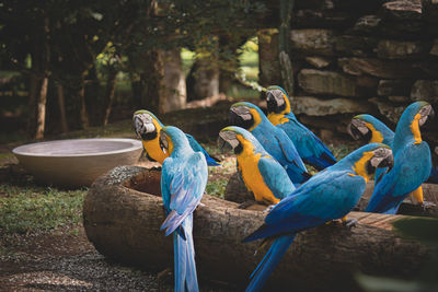 Blue araras having lunch at alto paraiso - goias, brazil