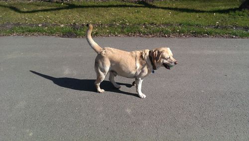 High angle view of labrador retriever walking on road