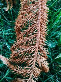 High angle view of dried plant on field