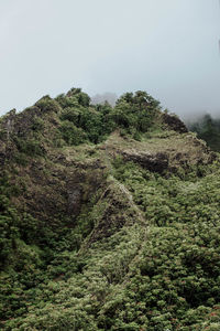 Scenic view of forest against clear sky