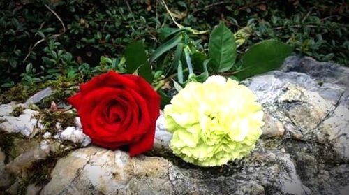 Close-up of red rose