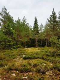 Trees in forest against sky