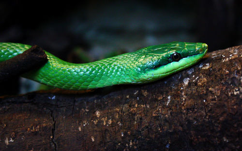 Close-up of green lizard