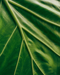 Full frame shot of palm leaf