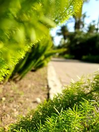 Close-up of plants growing on field