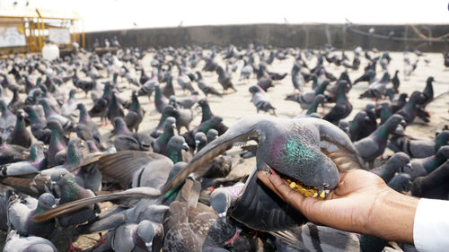 High angle view of hand feeding birds