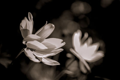 Close-up of orchid
