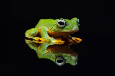 Close-up of frog on black background
