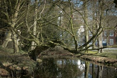 Reflection of trees in water