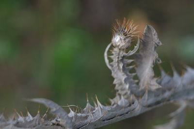 Close-up of dead plant on land