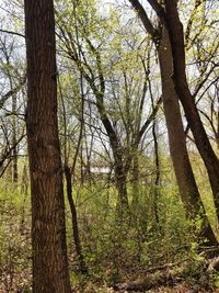 Trees in forest