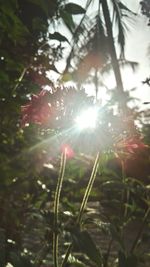 Close-up of sun shining through flowers