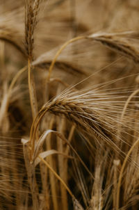 cereal plant