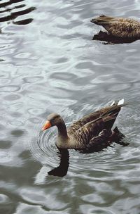 Ducks swimming in lake