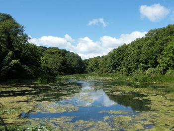 Scenic view of lake by trees against sky