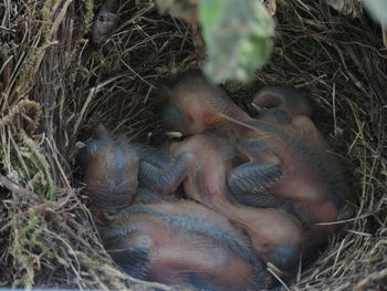 High angle view of bird