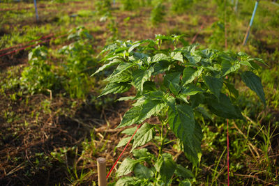 Close-up of plants growing on field