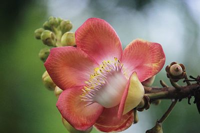 Close-up of pink flowering plant