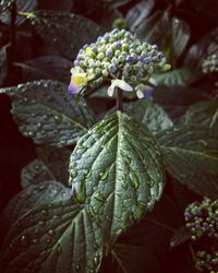 Close-up of flowering plant