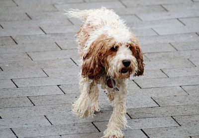 Dogs on footpath walking around