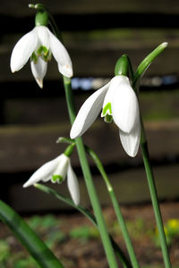 Close-up of white flower blooming outdoors