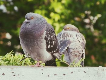 Birds perching on ground