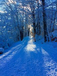 Bare trees against blue sky