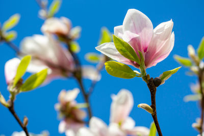 Low angle view of flowering plant against blue sky