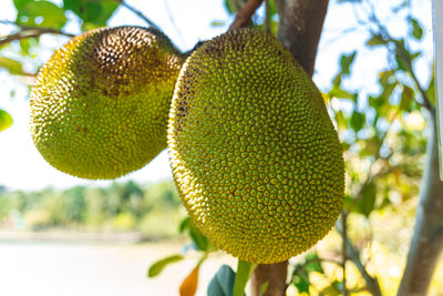 jackfruit