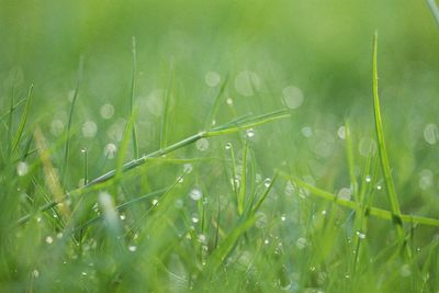 Close-up of water drops on grass