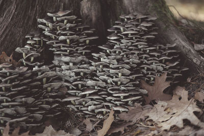 Close-up of plants growing by tree