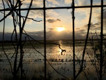 View of bird against sky during sunset