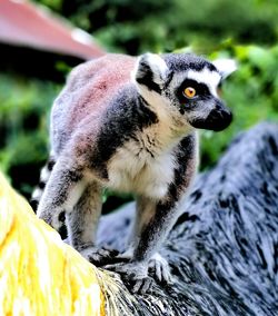 Close-up of an animal