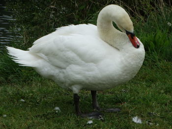 Close-up of swan in lake