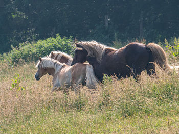 Sheep in a field