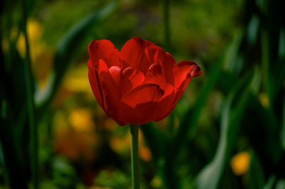 Close-up of red rose in field