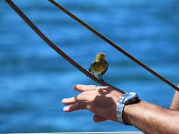 Close-up of cropped hand holding bird