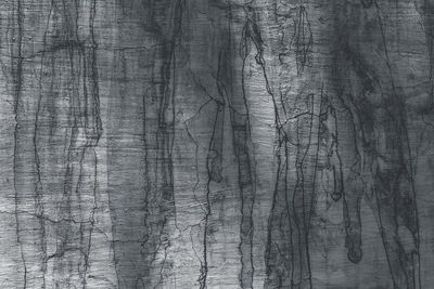 Close-up of tree trunk