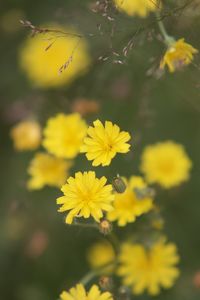 Close-up of yellow flowering plant