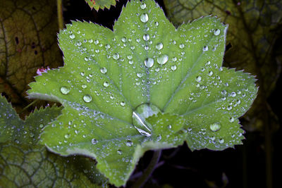 High angle view of raindrops on green leaves