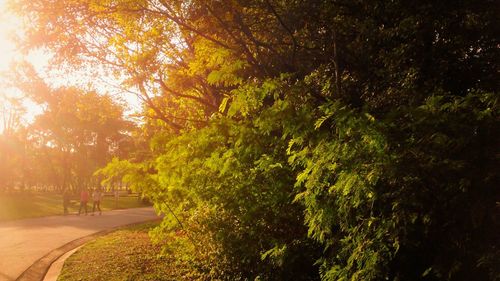 Sun shining through trees