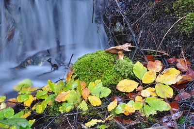 Close-up of snake on plant during autumn